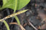 Florida hoarypea